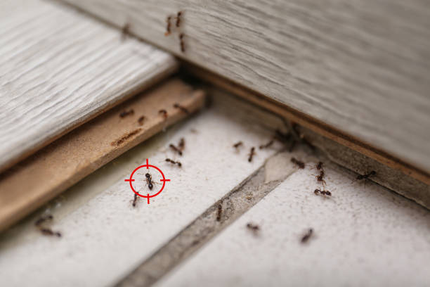 Best Wasp Removal Services  in Mason City, IA